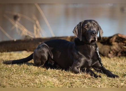 Joe Fritz - aktiver Familienhund - Tierhilfe Franken e.V.