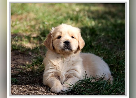 Golden Retriever Welpen vom Thüringer Wald
