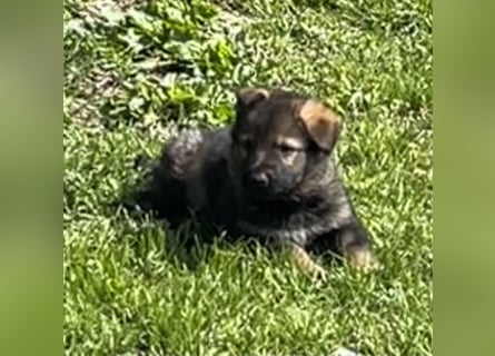 Sehr schöne  Schäferhund Welpen abzug.