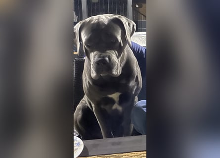 Cane Corso Welpen FCI Ahnentafel