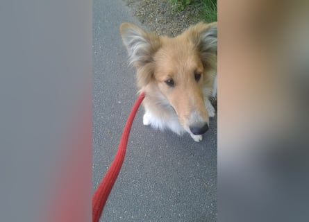 Colliemädchen - altschottische Linie