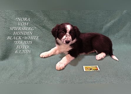 Border Collie-Welpen , black-,choco-,red-white und red-,black-merle