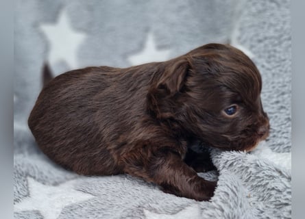 Bezaubernde Welpen aus Bolonka Zwetna und Pomeranian (Zwergspitz)