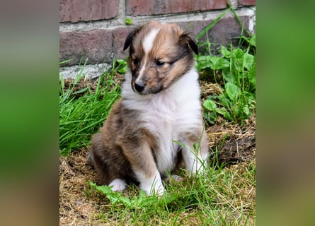 Colliewelpen aus über 40Jahren Zucht