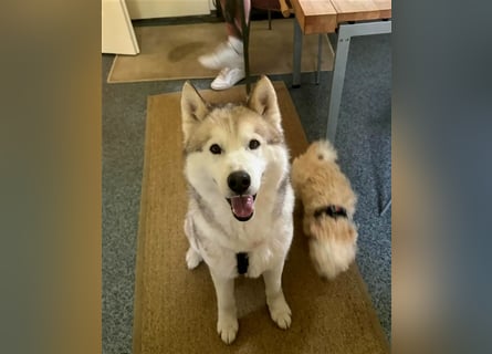 Alaskan Malamute oder Husky(?) sucht liebevolles und aktives Zuhause