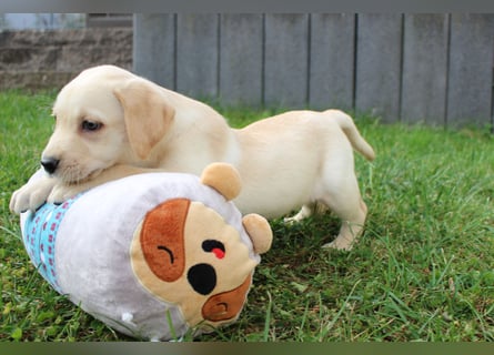 Labrador Welpen reinrassig mit Ahnentafel dürfen ab dem 25.08.25 ins neue Heim