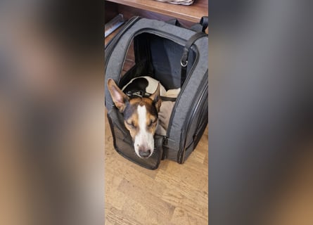 Reinrassiger Jack Russell Terrier