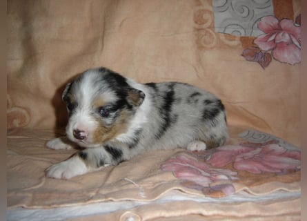 Traumhafte Mini Aussie Welpen,alle Farben, aus seriös. Zucht!