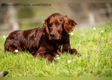 Wunderschöne Irish-Setter-Rüden
