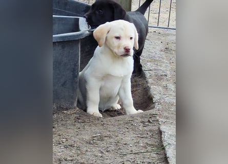 Wir haben ab 05.04. Reinrassige Labrador Welpen abzugeben