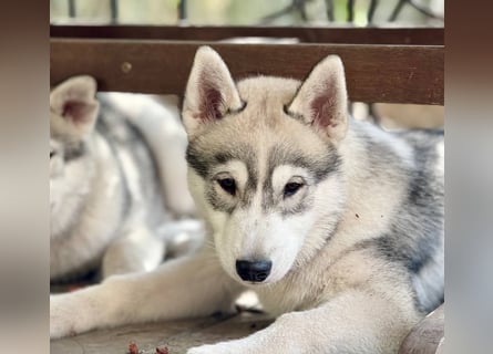 Not just a siberian husky boy - a soulmate on four paws