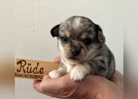 Chihuahua Welpen ab 22.08 abzugeben