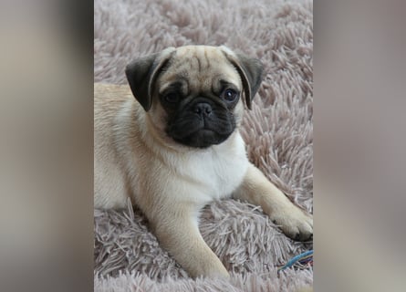 Mops 2.0 Welpen, Rüde, 13 Wochen, Ahnentafel CfdM / VDH / FCI