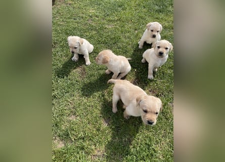 Labrador Welpen