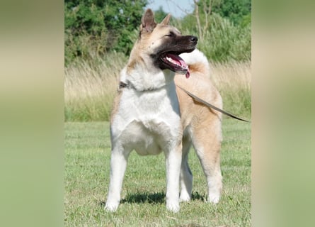 Echte reinrassige American Akita Welpen