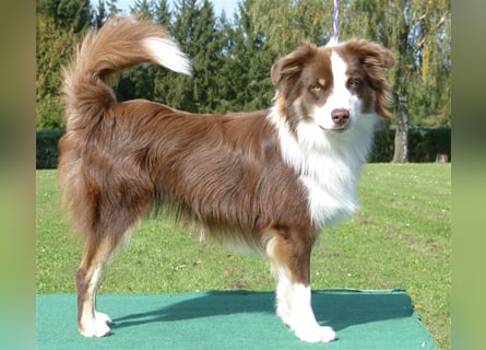 Mini Australien American Shepherd / Mini Aussi / Deckrüde / all clear /Gesundheitszeugnis