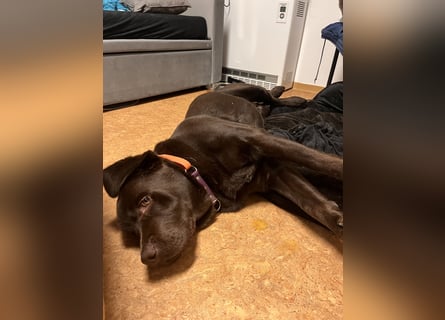 Therapie Hund Eignung 14 Monate Labrador Rüde Mega lieb
