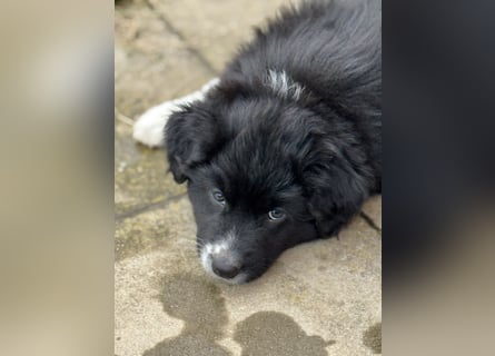 Australian Shepherd Welpen in  Black Bi