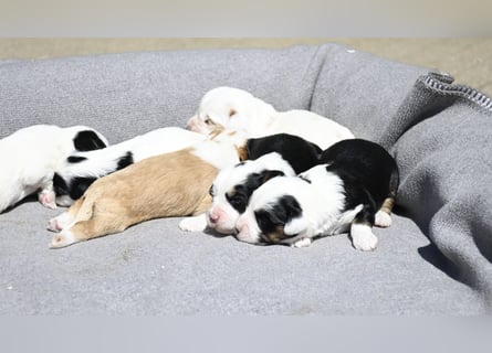 traumhaft hübscher Tibet Terrier Welpen aus erfahrender Zucht  sind geboren dürfen im Juni ausziehen