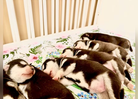 FCI Pedigree Blue Eyed Black & White Siberian Husky Champion Puppy