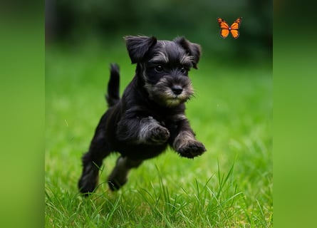 Zwergschnauzer Welpe schwarz silber  darf sofort ins neue Zuhause