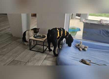 Nardino: angekommen und alle Herzen erobert