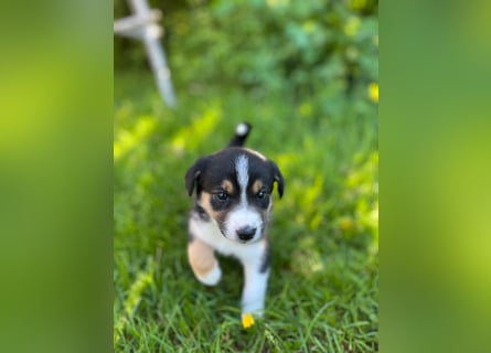 Wunderschöne Australien Shepherd Border Collie Welpen