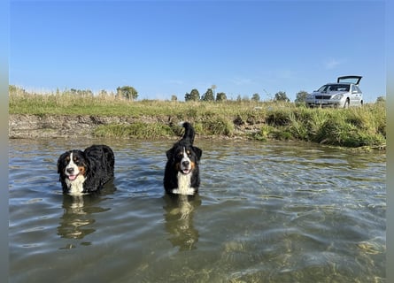 Berner Sennenhund Welpen reinrassig