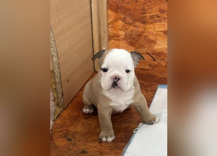 Englische Bulldoggen Welpen– 7 süße Mädels suchen bald ein Zuhause!