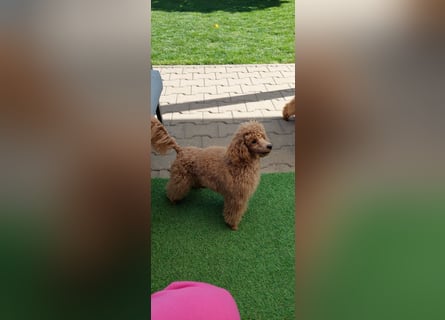 Toypudel/Zwergpudel mit Pedigree Ahnentafel