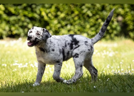 Süße Border Collie -Mudi mix Welpen