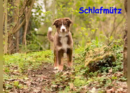 Australian Shepherd Welpen Rüden, ASCA