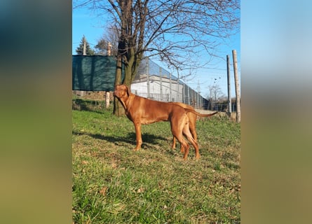 Szczeniaki  Rhodesian Ridgeback/ Pies/Suka Rhodesian Ridgeback/ welpen rhodesian