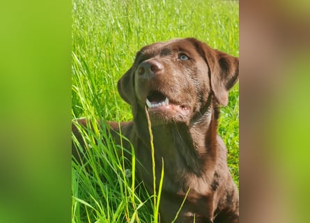 Reinrassige Labradorwelpen (Arbeitslinie)drei schwarze Mädels suchen ein schöne Zuhause