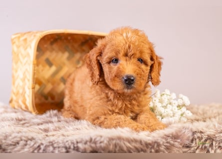 GoldenDoodle - medium mit welligem - lockigem Fell