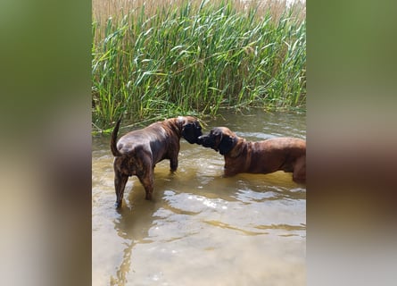 Hannoversche Schweißhund
