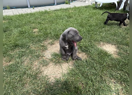 Deutsche Dogge Welpen