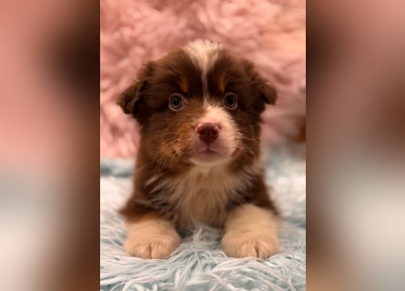Tolle kleine Mini Australian Shepherd Welpen suchen Ihre Herzenfank