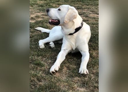 Wunderschöne Labrador-Mix Welpen