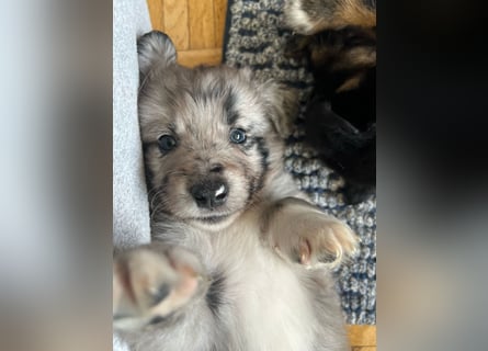 Süße Border Collie -Mudi mix Welpen