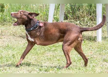 Pablo – fit trotz Handicap