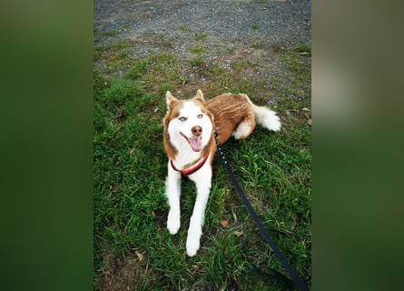 Husky Welpen 3 Rüden suchen ein Zuhause ab Mai