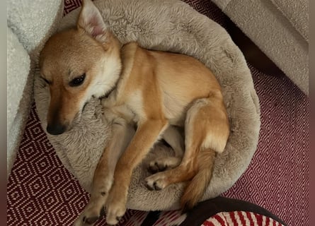 Lexie - Unser liebevolles Energiebündel und Kuschelmonster