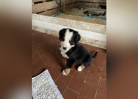 Sehr Liebe Hunde Appenzeller Sennen