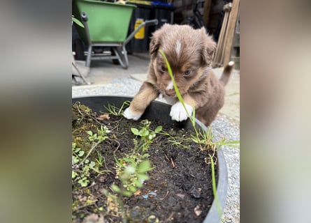 Mini Australien Shepherd Welpen suchen Traumzuhause
