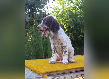 English setter Welpen (3 Rüden, 2 Hündinnen)