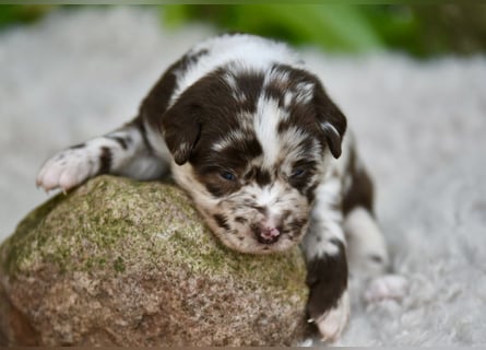 Aussiedor Aussiedorwelpe Welpe Australien Shepherd x Labrador