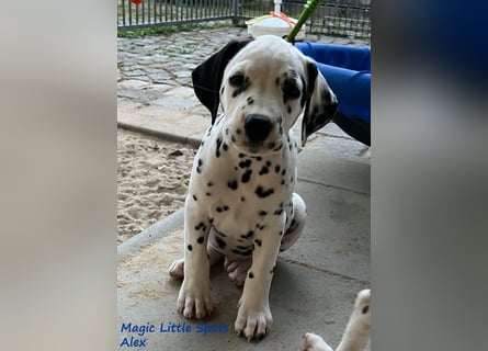 Magic Little Spots - tolle Dalmatinerwelpen aus verantwortungsvoller VDH Zucht