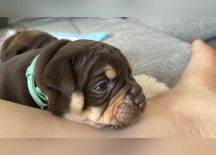 Exotic Bully Bulldog OEB Welpen Bulldogge