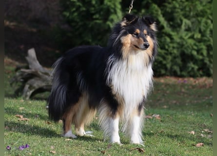 Collie Langhaar Welpen aus liebevoller VDH-Zucht